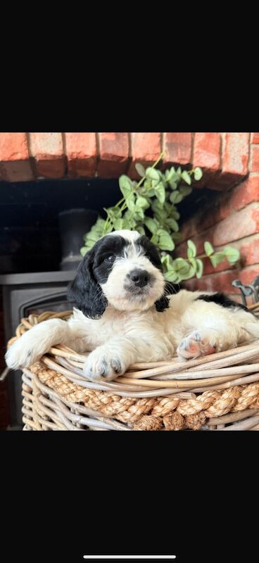 Cockapoo puppies for sale in Leicestershire – 10 weeks old - Image 6 of 15
