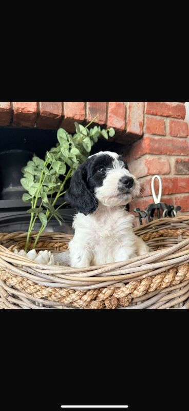 Cockapoo puppies for sale in Leicestershire – 10 weeks old - Image 7 of 15