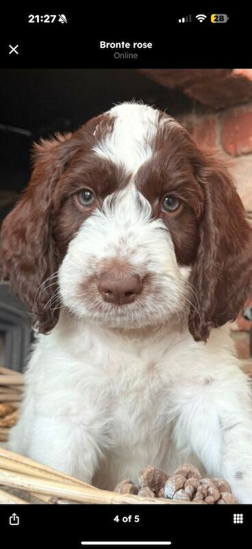 Cockapoo puppies for sale in Leicestershire – 10 weeks old - Image 8 of 15