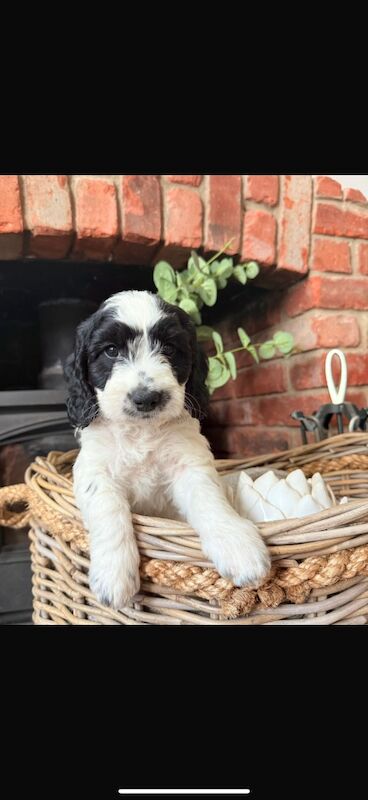 Cockapoo puppies for sale in Leicestershire – 10 weeks old - Image 9 of 15