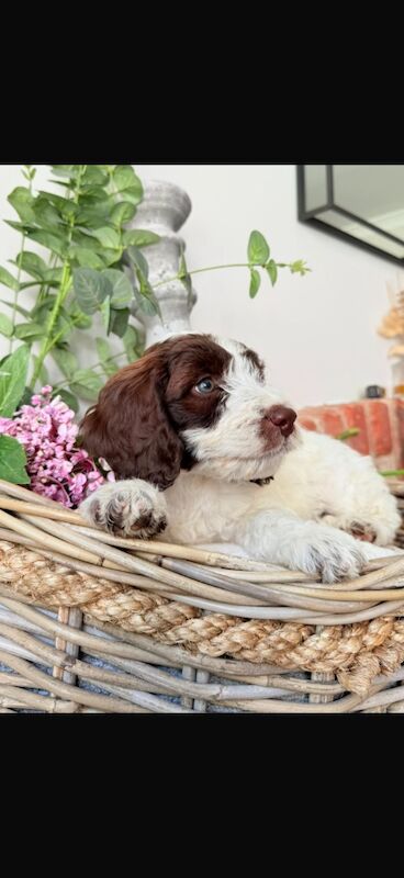 Cockapoo puppies for sale in Leicestershire – 10 weeks old - Image 11 of 15