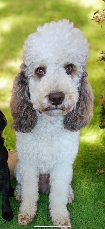 Cockapoo puppies for sale in Leicestershire – 10 weeks old - Image 12 of 15