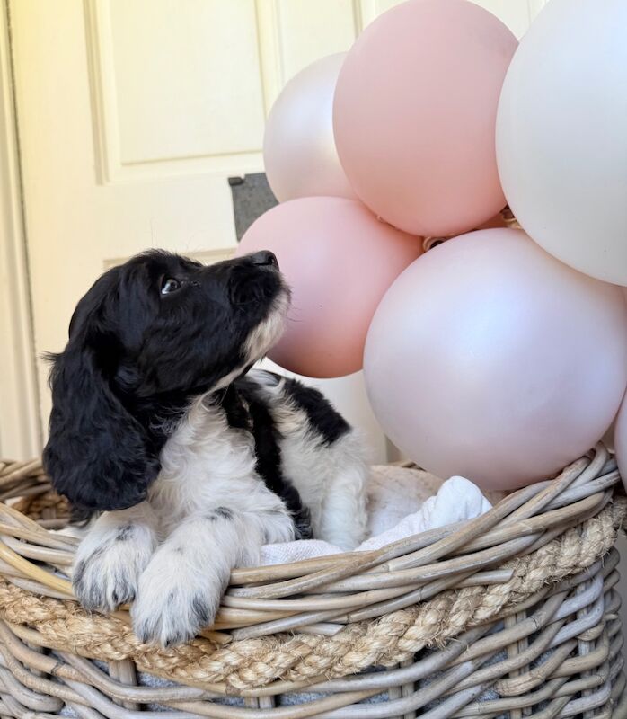 Cockapoo puppies for sale in Leicestershire – 10 weeks old - Image 15 of 15