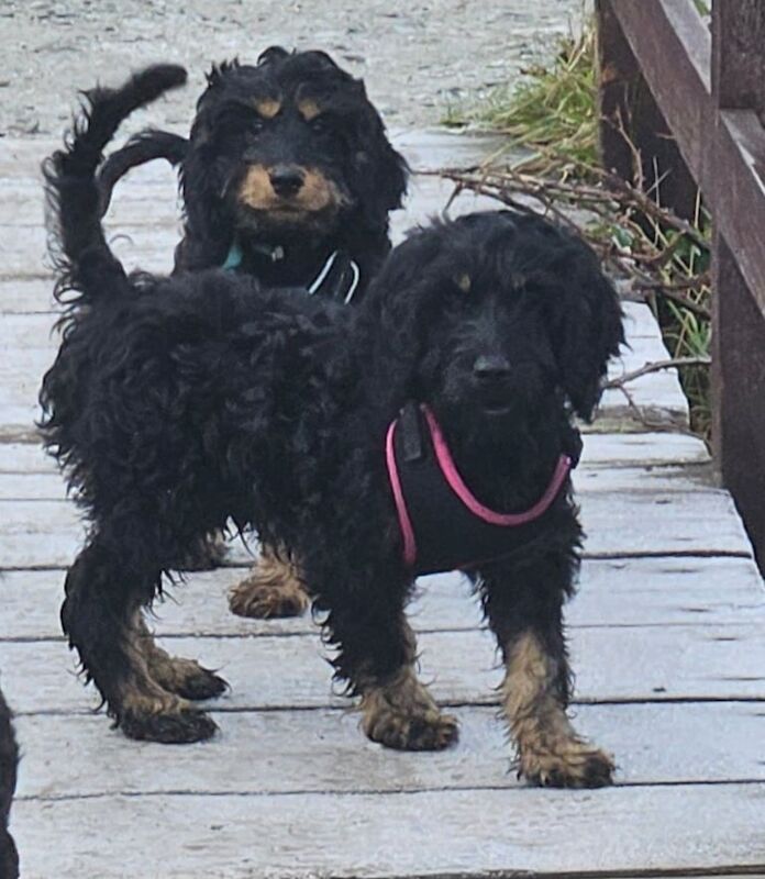 Cockapoo puppies for sale in Flint/Y Fflint, Flintshire – 9 months old - Image 1 of 3