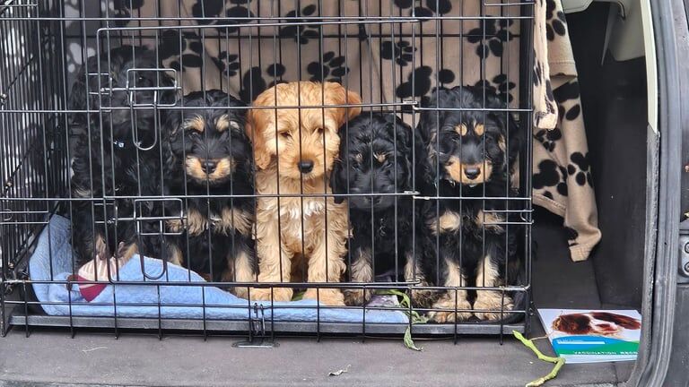 Cockapoo puppies for sale in Flint/Y Fflint, Flintshire – 9 months old - Image 2 of 3