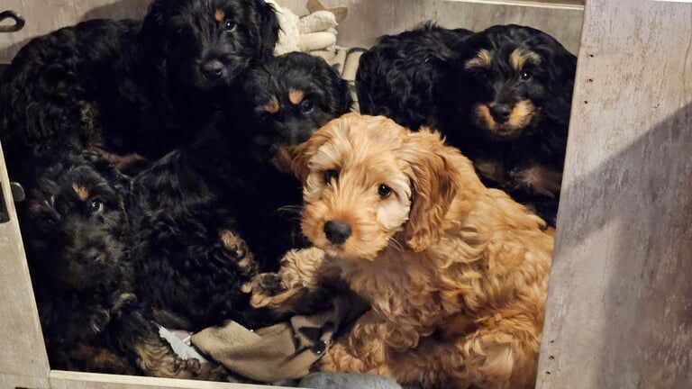 Cockapoo puppies for sale in Flint/Y Fflint, Flintshire – 9 months old - Image 3 of 3