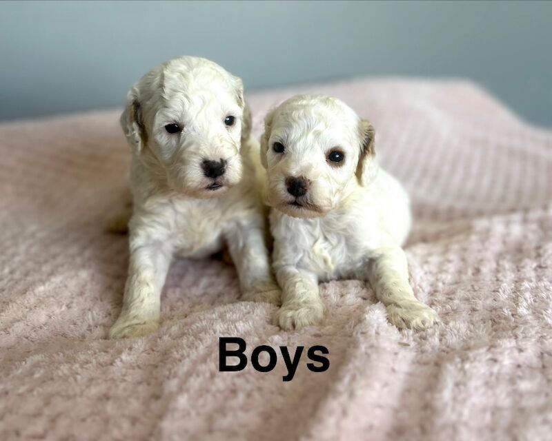 Stunning Puppys are now available to view - Image 4 of 4