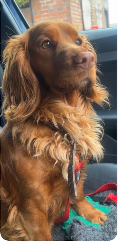 Stunning quality f1 cockapoo puppies