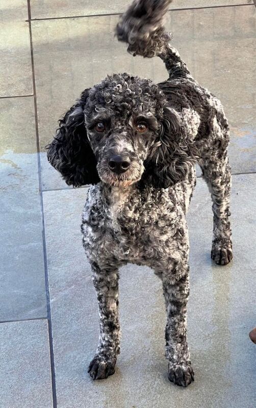 Stunning quality f1 cockapoo puppies - Image 2 of 4