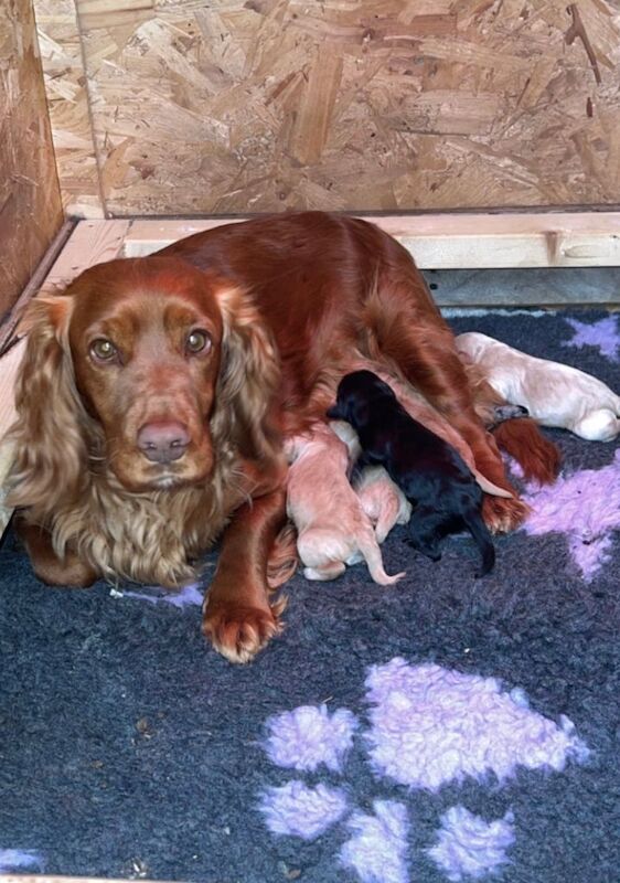 Stunning quality f1 cockapoo puppies - Image 3 of 4