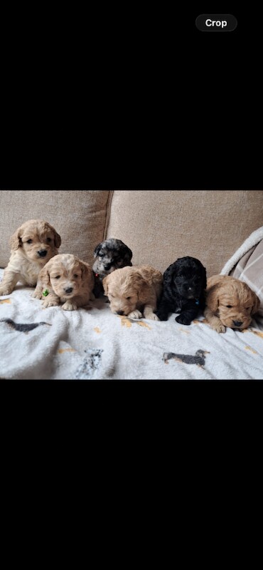 Stunning quality f1 cockapoo puppies - Image 4 of 4