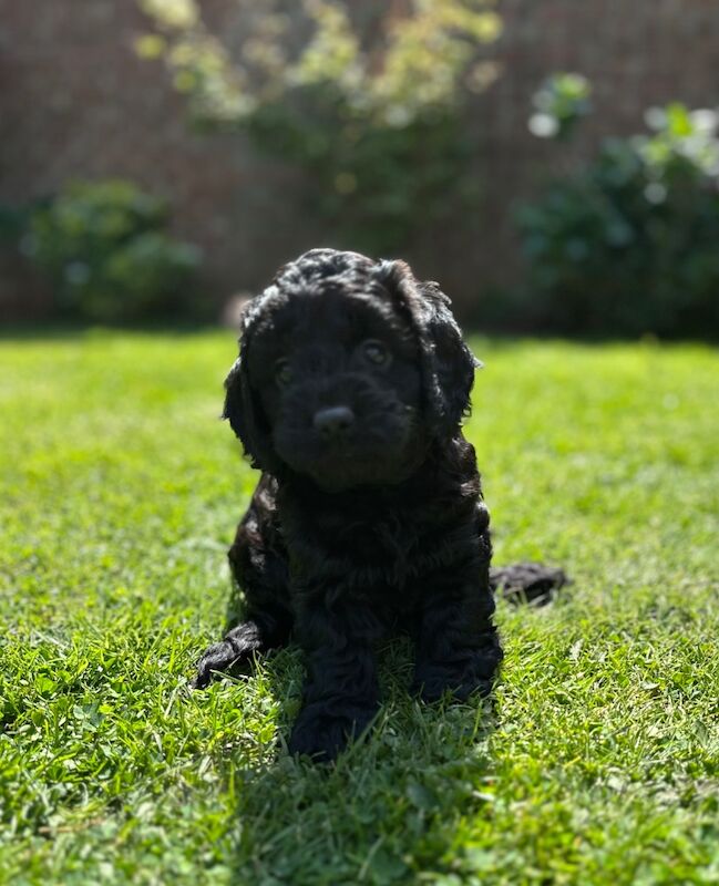 Stunning Quality F1 Cockapoo's for sale in Hartlebury, Worcestershire