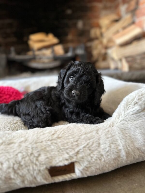 Stunning Quality F1 Cockapoo's for sale in Hartlebury, Worcestershire | Image 2