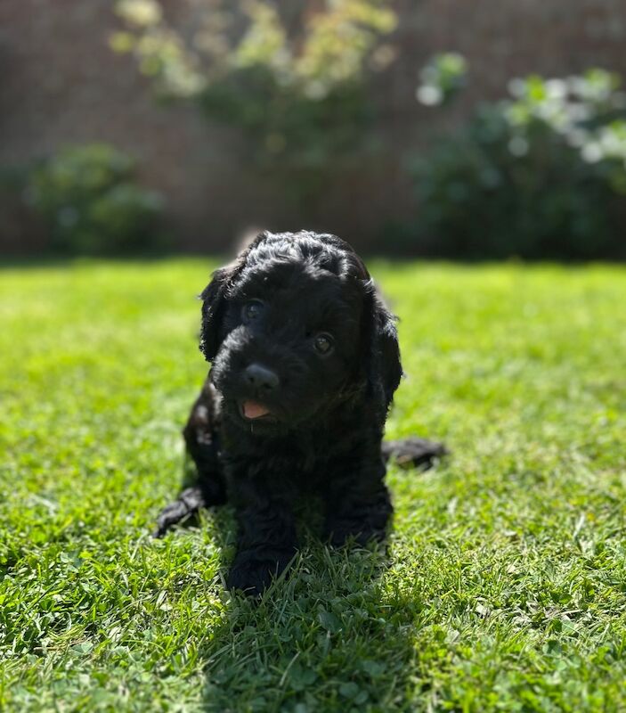 Stunning Quality F1 Cockapoo's for sale in Hartlebury, Worcestershire | Image 3