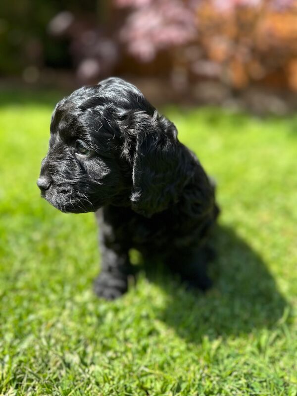 Stunning Quality F1 Cockapoo's for sale in Hartlebury, Worcestershire | Image 4
