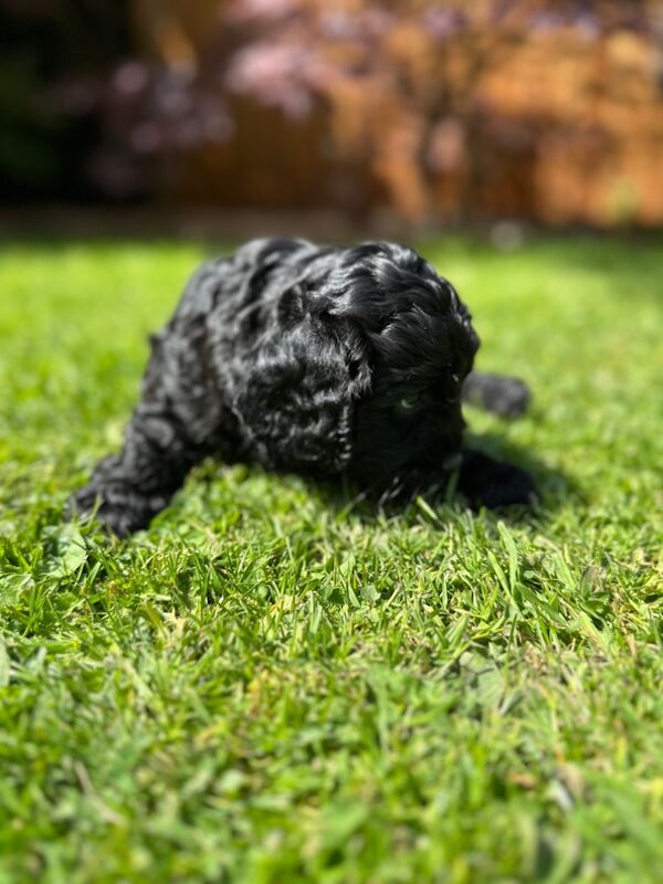 Stunning Quality F1 Cockapoo's for sale in Hartlebury, Worcestershire - Image 7