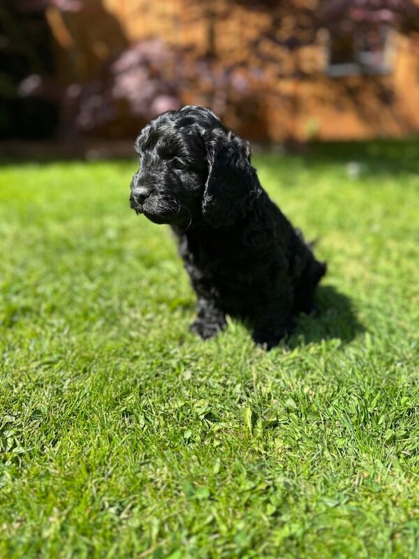 Stunning Quality F1 Cockapoo's for sale in Hartlebury, Worcestershire - Image 9