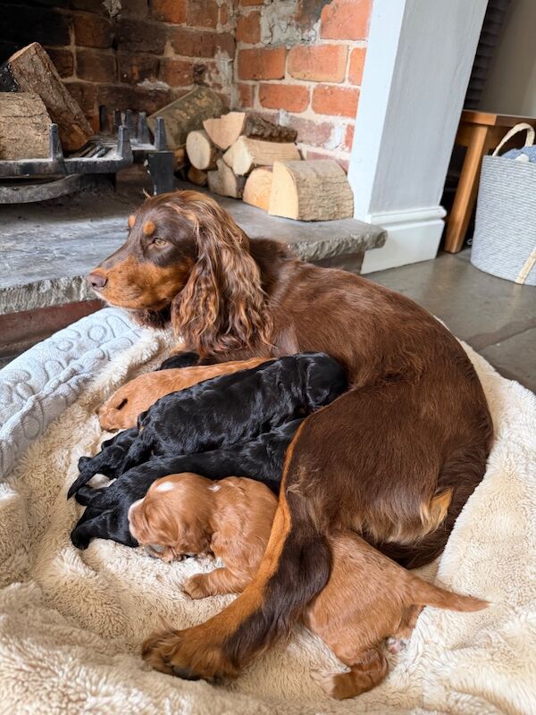 Stunning Quality F1 cockapoo’s Kc Health Tested Parents