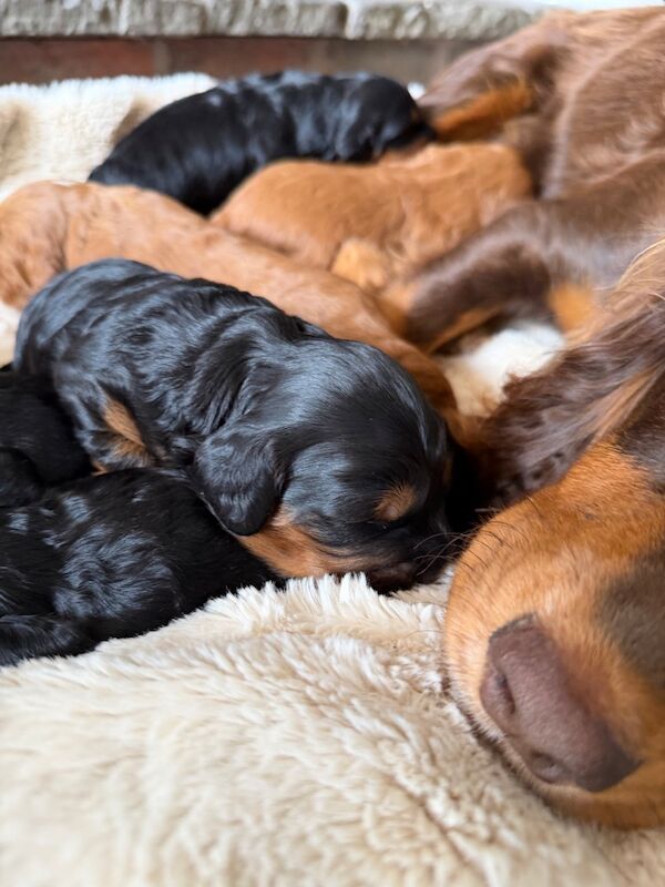 Stunning Quality F1 cockapoo’s Kc Health Tested Parents - Image 4 of 12