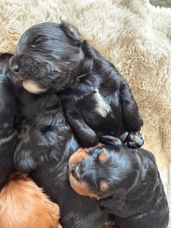 Stunning Quality F1 cockapoo’s Kc Health Tested Parents - Image 7 of 12