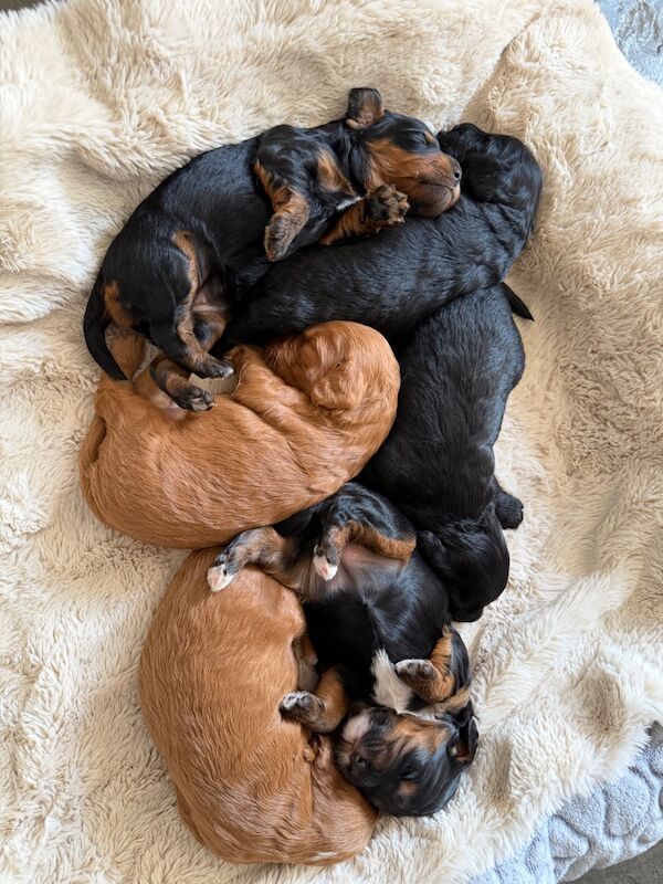 Stunning Quality F1 cockapoo’s Kc Health Tested Parents - Image 10 of 12