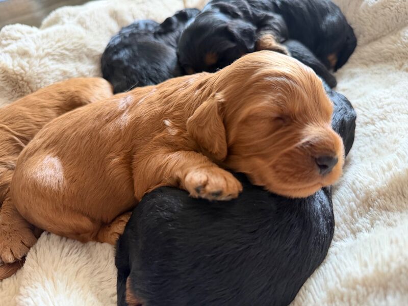 Stunning Quality F1 cockapoo’s Kc Health Tested Parents - Image 11 of 12