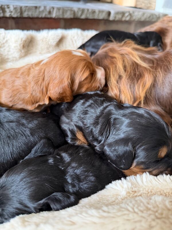 Stunning Quality F1 cockapoo’s Kc Health Tested Parents - Image 12 of 12