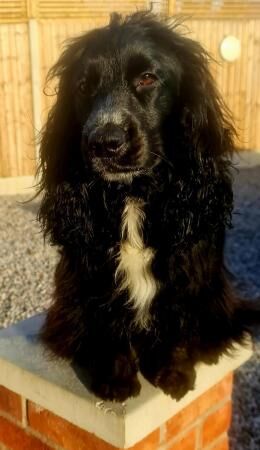 Stunning Quality *F1 Cockapoos* Ready now - Image 2 of 5