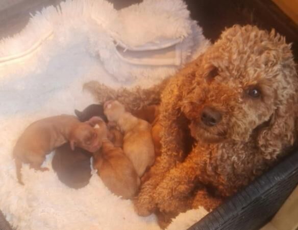 Stunning Quality *F1 Cockapoos* Ready now - Image 3 of 5