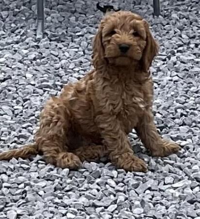 Stunning Quality *F1 Cockapoos* Ready now - Image 4 of 5