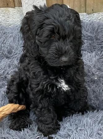 Stunning Quality *F1 Cockapoos* Ready now - Image 5 of 5