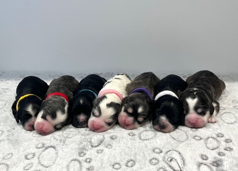 Cockapoo puppies for sale in Newton Abbot, Devon – 2 weeks old