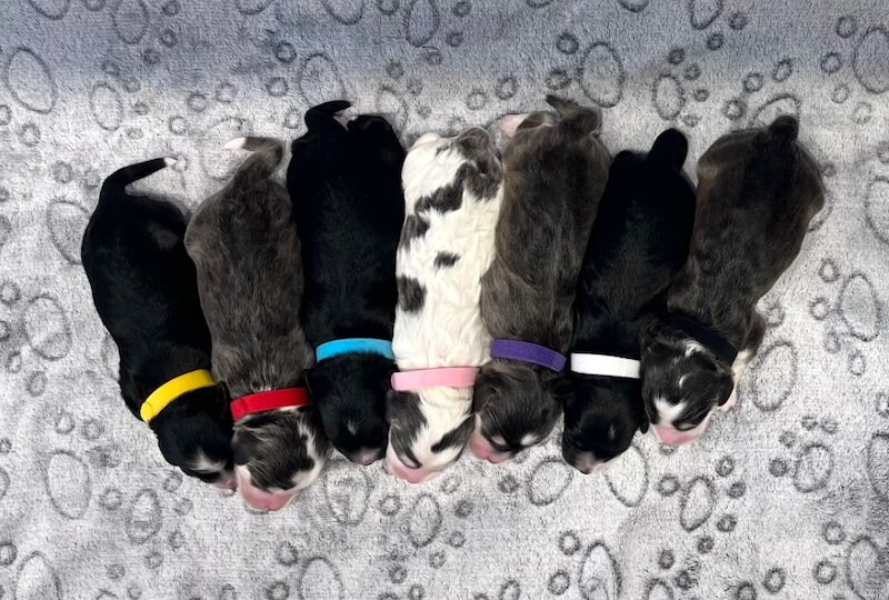 Cockapoo puppies for sale in Newton Abbot, Devon – 2 weeks old - Image 2 of 10