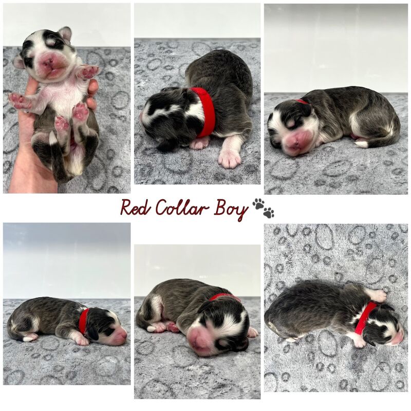Cockapoo puppies for sale in Newton Abbot, Devon – 2 weeks old - Image 3 of 10