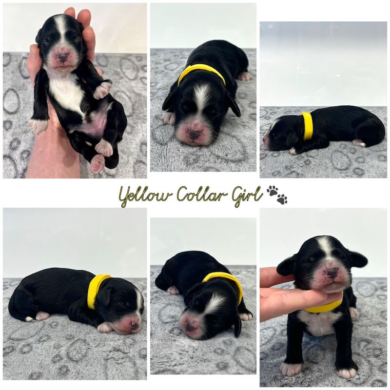 Cockapoo puppies for sale in Newton Abbot, Devon – 2 weeks old - Image 4 of 10