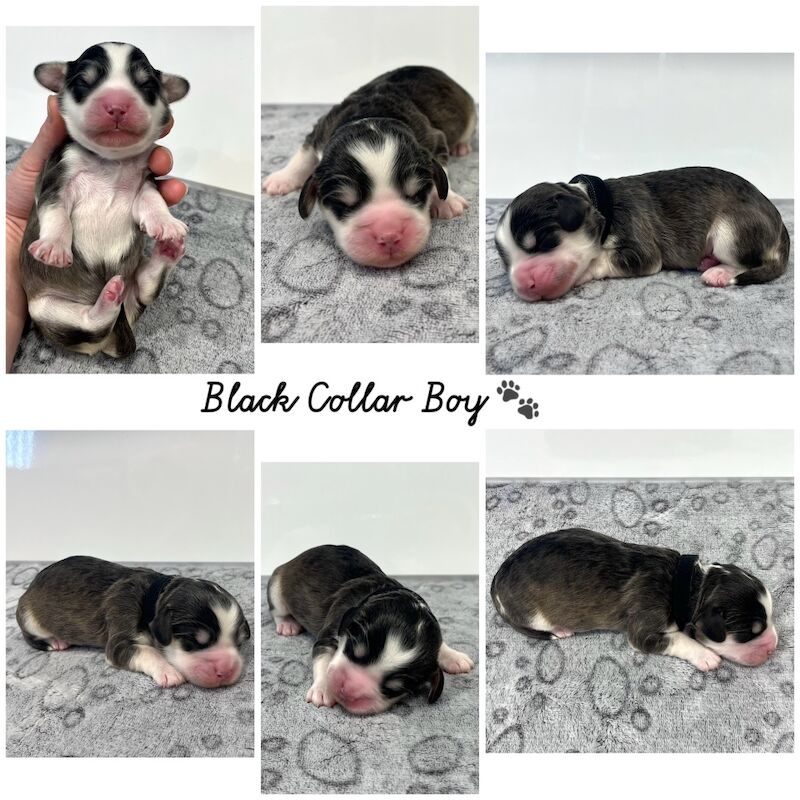 Cockapoo puppies for sale in Newton Abbot, Devon – 2 weeks old - Image 5 of 10