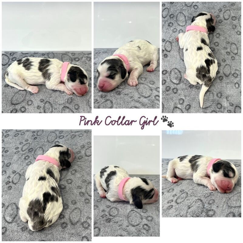 Cockapoo puppies for sale in Newton Abbot, Devon – 2 weeks old - Image 6 of 10