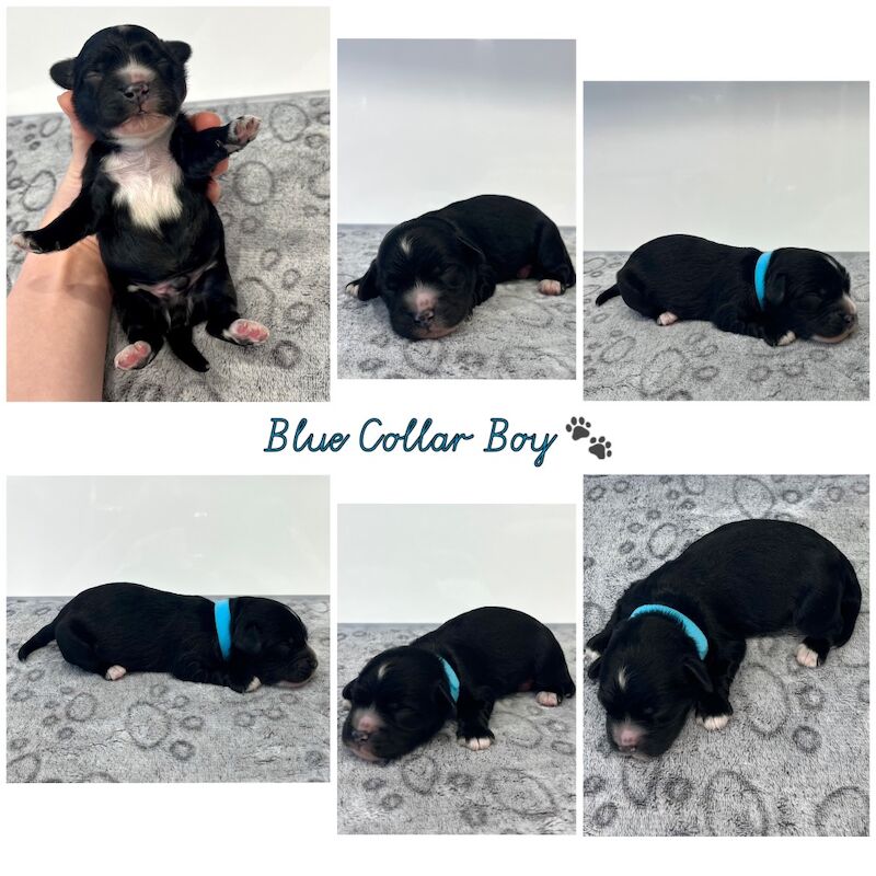 Cockapoo puppies for sale in Newton Abbot, Devon – 2 weeks old - Image 7 of 10
