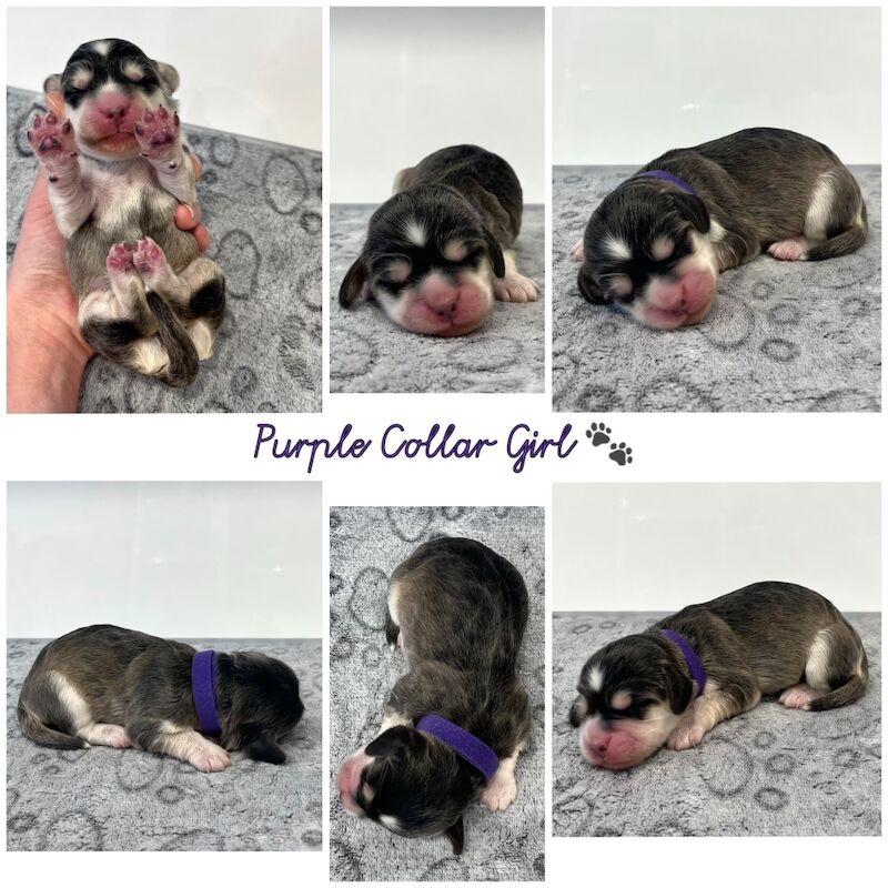 Cockapoo puppies for sale in Newton Abbot, Devon – 2 weeks old - Image 8 of 10