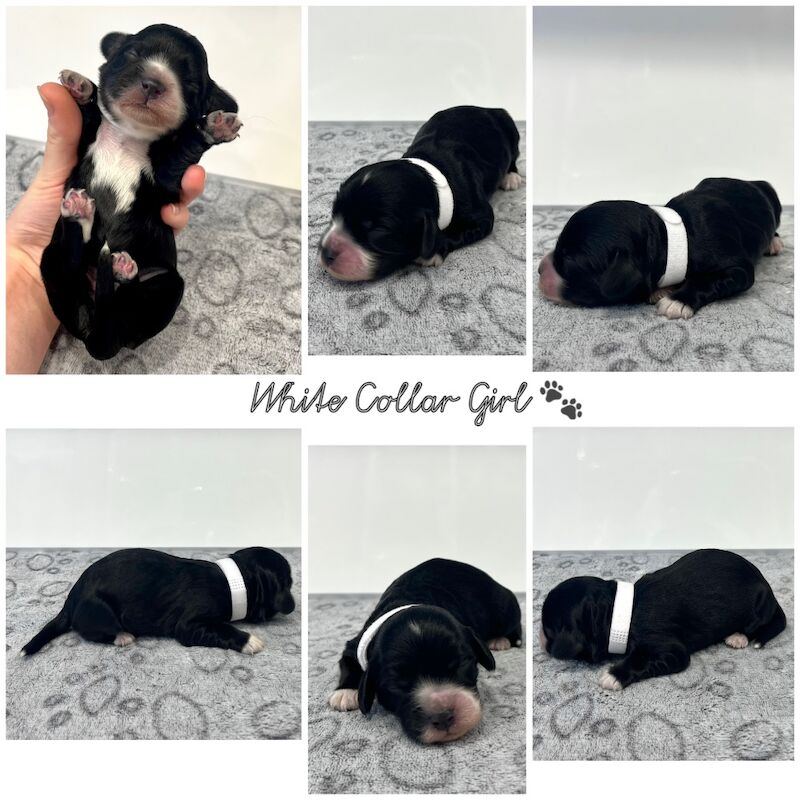 Cockapoo puppies for sale in Newton Abbot, Devon – 2 weeks old - Image 9 of 10