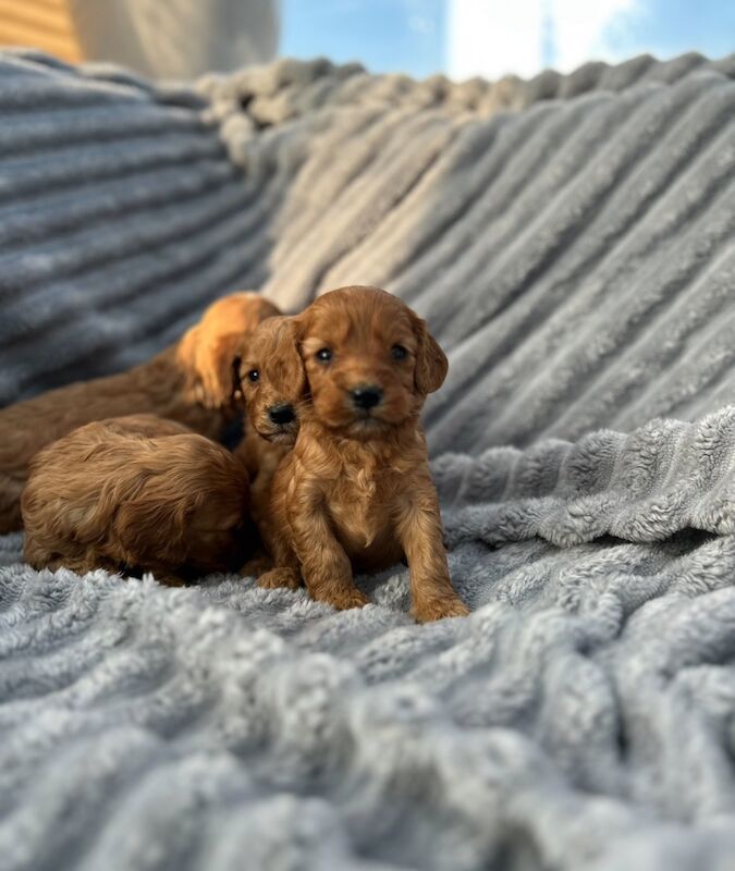 Cockapoo puppies for sale in Gloucestershire – 4 weeks old
