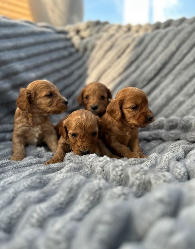 Cockapoo puppies for sale in Westbury-on-Severn, Gloucestershire – 4 weeks old - Image 2 of 7