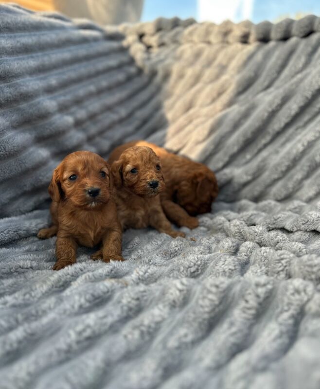 Cockapoo puppies for sale in Westbury-on-Severn, Gloucestershire – 4 weeks old - Image 3 of 7
