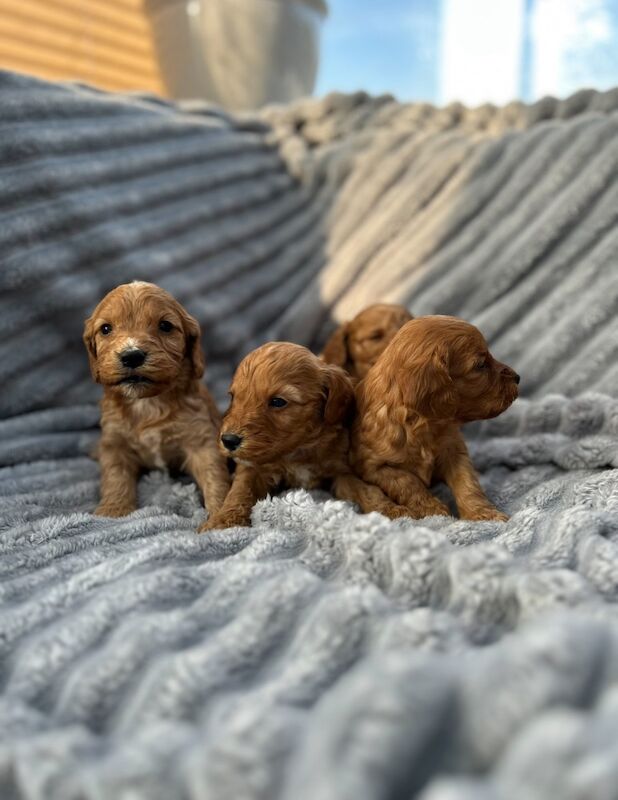 Cockapoo puppies for sale in Westbury-on-Severn, Gloucestershire – 4 weeks old - Image 4 of 7