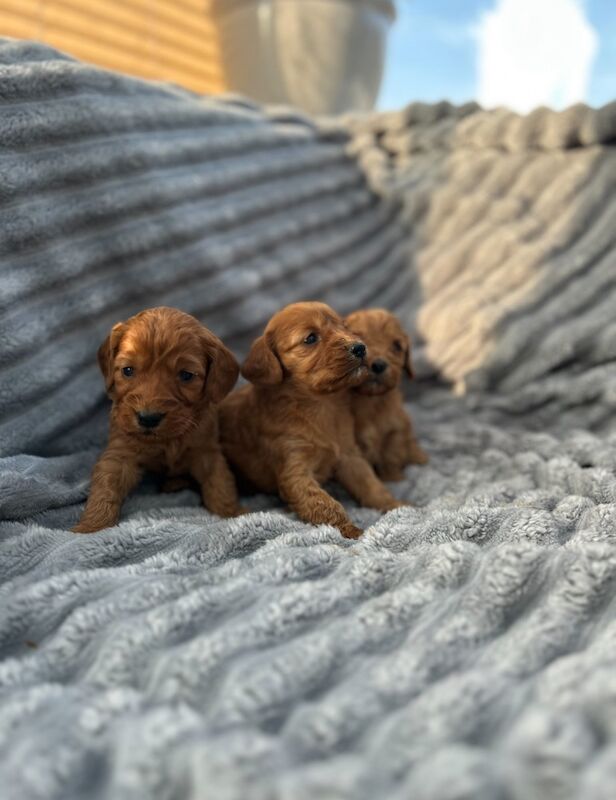 Cockapoo puppies for sale in Westbury-on-Severn, Gloucestershire – 4 weeks old - Image 5 of 7