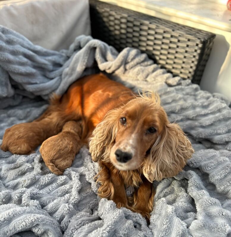 Cockapoo puppies for sale in Westbury-on-Severn, Gloucestershire – 4 weeks old - Image 6 of 7