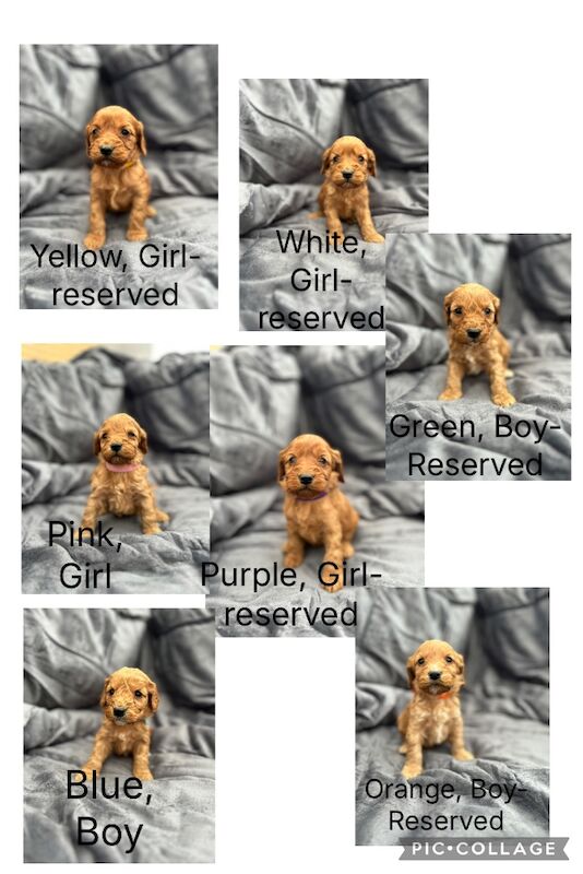 Cockapoo puppies for sale in Westbury-on-Severn, Gloucestershire – 4 weeks old - Image 7 of 7