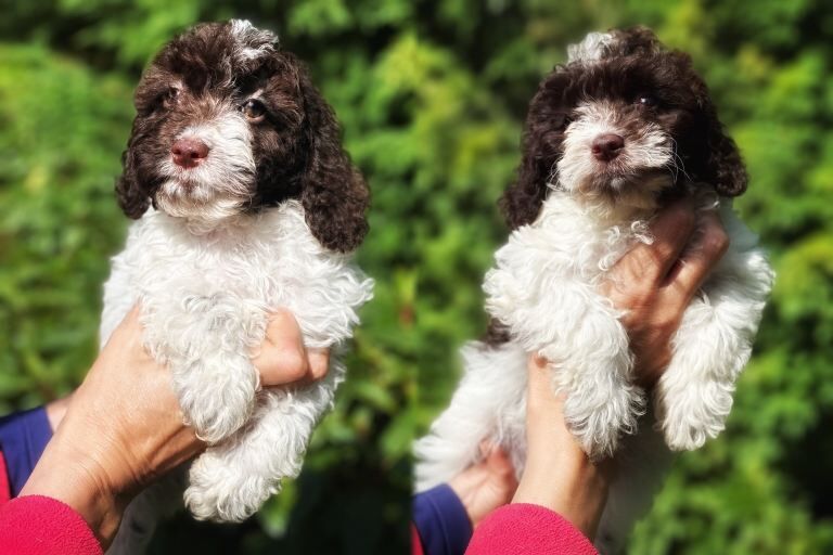 Stunning Roan Cockapoo Girls