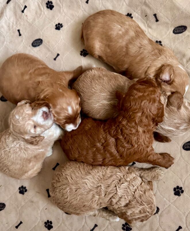 Stunning Toy cockapoo pups!