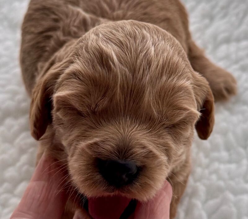 Stunning Toy cockapoo pups! 2 Left. - Image 2 of 12